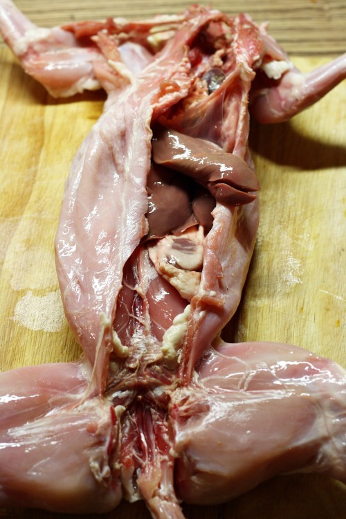Anatomie králíka